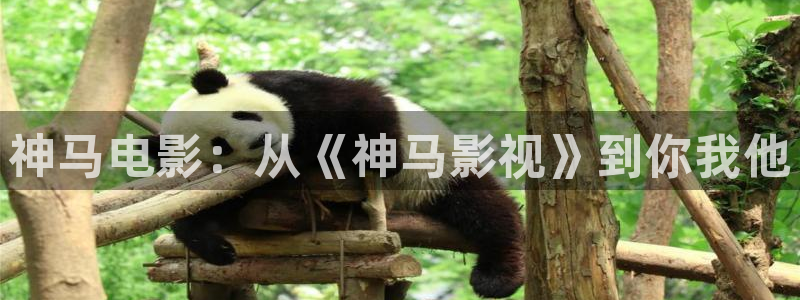 午夜神马影院在线观看：神马电影：从《神马影视》到你我他