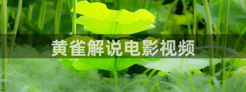 美女大片. 午夜：黄雀解说电影视频